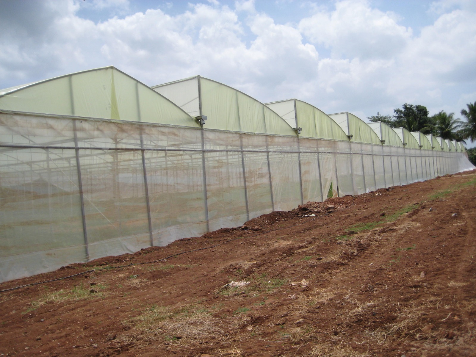 Greenhouse Project 11